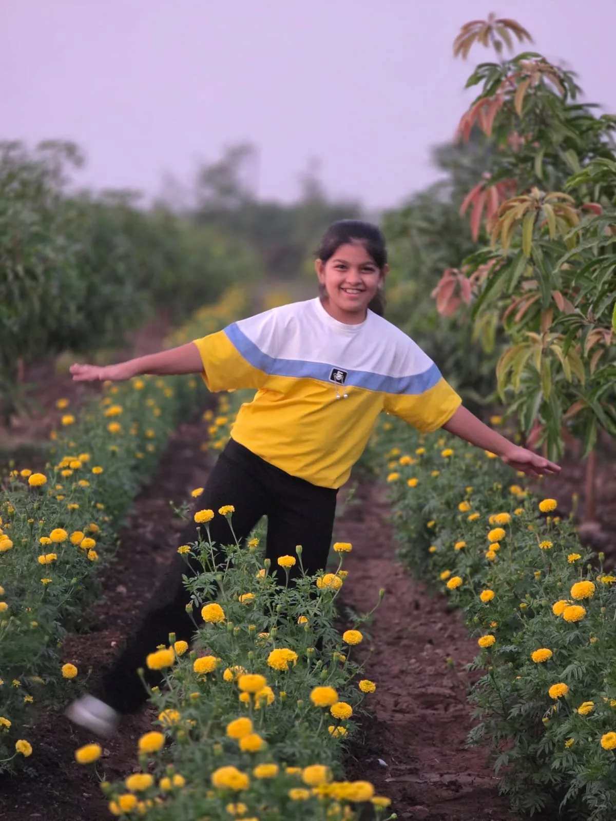 Marigold fields
